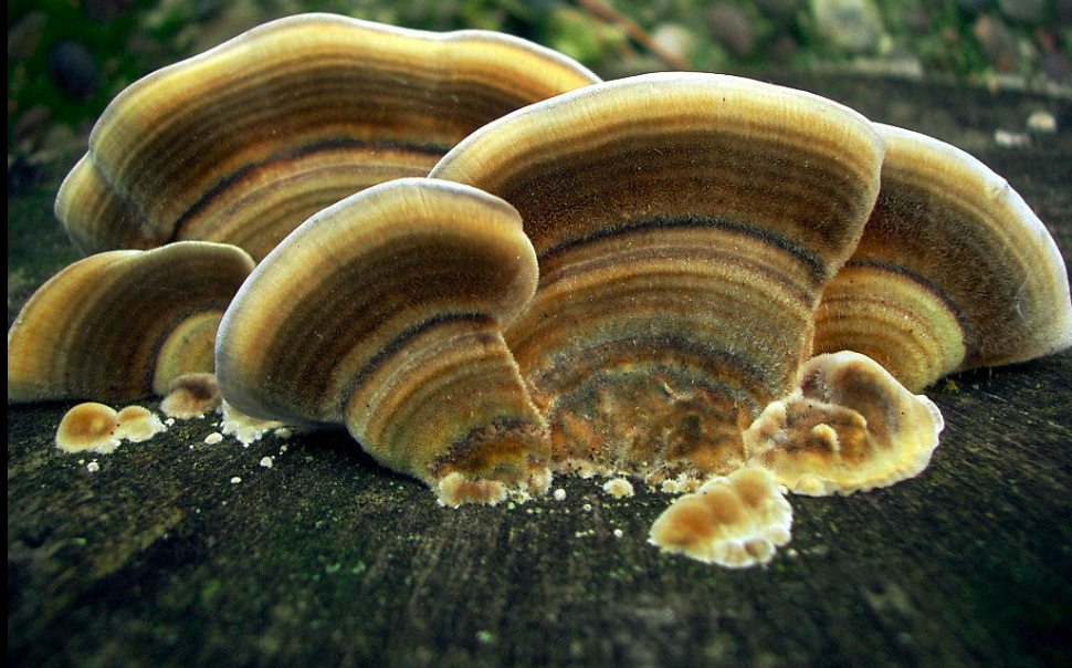 Agaricus albus или Fungus laricis