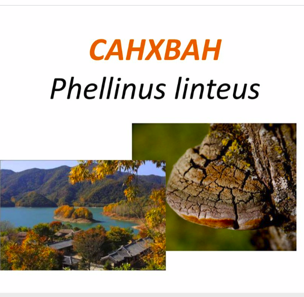 Phellinus Linteus L
