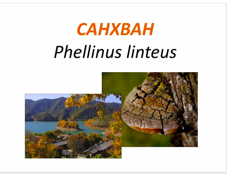 Phellinus Linteus L